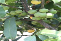 Garcinia xanthochymus